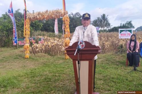Wagub Nasrul Abit ketika panen jagung di Limapuluh Kota. Humas Sumbar