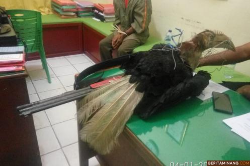 Tersangka dan barang bukti Enggang Jambul yang sudah mati. BKSDA Agam