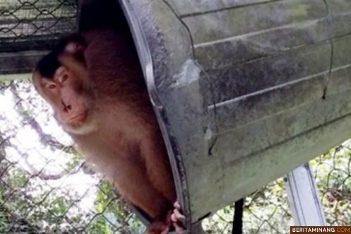 Ombing si beruk viral. Foto langgamid