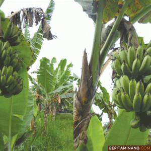 Pohon Pisang. Foto: Ist