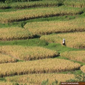 Petani berjalan di area persawahan di Limo Kaum, Tanah Datar, Sumbar. Foto Adi Prima