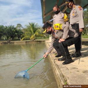TINGKATKAN KETAHANAN PANGAN Kapolres Dharmasraya Kunjungi Peternakan Ipda Suyetno dan Brigadir Suharino