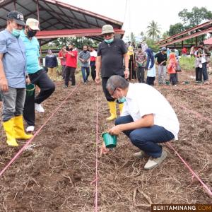  Tingkatkan Ketahanan Pangan, Wako Riza Tanam Jagung Di Lahan Tidak Produktif