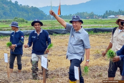 Bupati Pessel Rusma Yul Anwar saat tanam perdana padi di sebuah nagari di Pessel. Foto: Kominfo Pessel