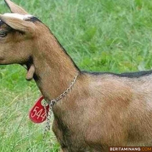 Ilustrasi Kambing Kacang. Foto; pertanianku.com
