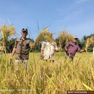 Sekdakab Pessel Mawardi Roska ketika Panen Raya Padi Pola MTOT Keltan Bukik Baeh Kampung Rumah Gadang, Nagari Sungai Gayo Lumpo, Kecamatan V Jurai, Rabu (3/10/2024). Foto: Kominfo Pessel