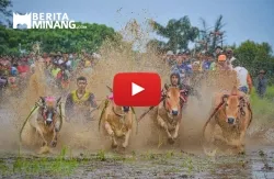 Pacu Jawi Padang Lawe Tanah Datar