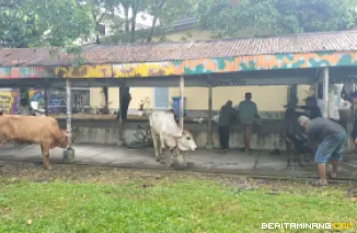 Pemotongan tiga ekor sapi kurban di Kampus FBS UNP Air Tawar Padang pada Sabtu (7/6).