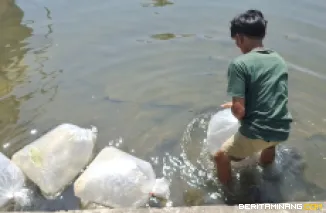 Petugas Balai Benih Ikan (BBI) Padang Panjang ketika lepaskan induk ikan bantuan Balai Perikanan Budidaya Air Tawar (BPBAT) Sungai Gelam, Jambi, Sabtu (9/8/2025). Foto: Kominfo Padang Panjang