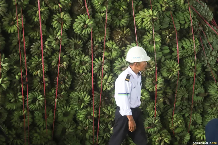 ABK KMP Gambolo berada di antara pisang hasil alam Mentawai yang akan dikirim ke kota Padang di Dermaga Sikakap, Pagai Utara, Kabupaten Kepulauan Mentawai, Sumbar, Senin (19/8/2024)