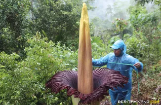 Bunga bangkai RAKSASA (Amorphophallus titanum) yang mekar sempurna di Kampung Berseri Astra Rafflesia Batang Palupuh, Agam, Sumbar, Selasa (11/11/2025). Amorphophallus titanum adalah bunga endemik hutan Pulau Sumatera. (Beritaminang/Adi Prima)