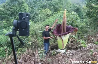 Heru Nofriandi, aktivis perlindungan dan pemerhati tumbuhan langka, melakukan kampanye jaga hutan dan bunga langka jenis bunga bangkai (Amorphophallus titanum) di titik bunga mekar di kawasan hutan lindung Palupuh, Agam, Sumbar, Kamis (23/4/2026).